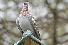 Speckled Pigeon