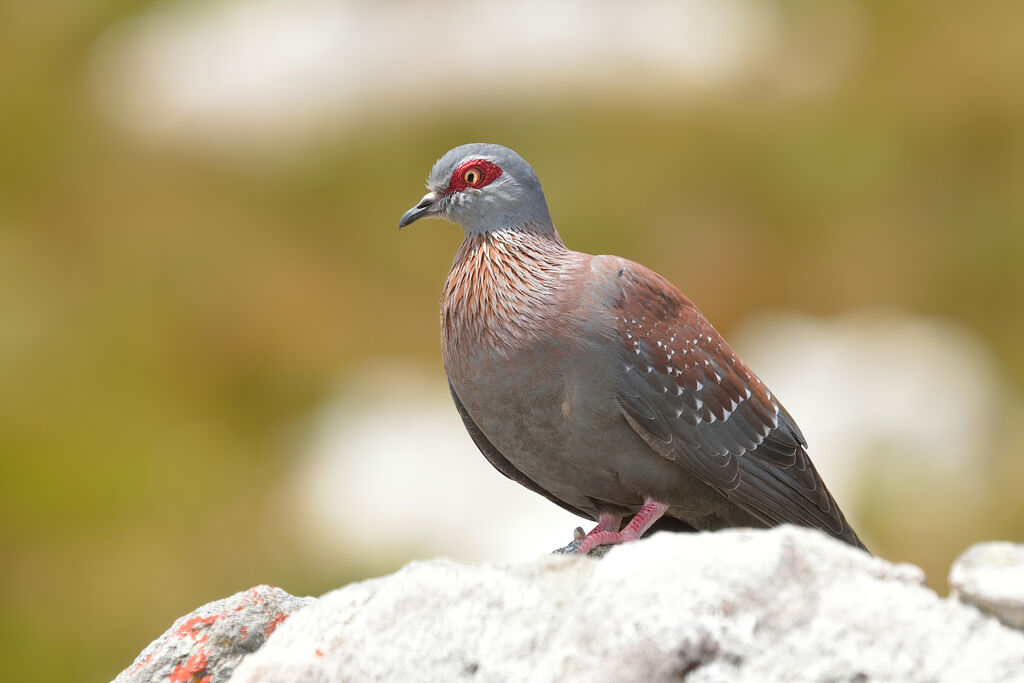 Pigeon roussardadulte