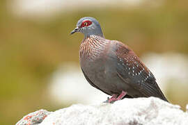 Speckled Pigeon