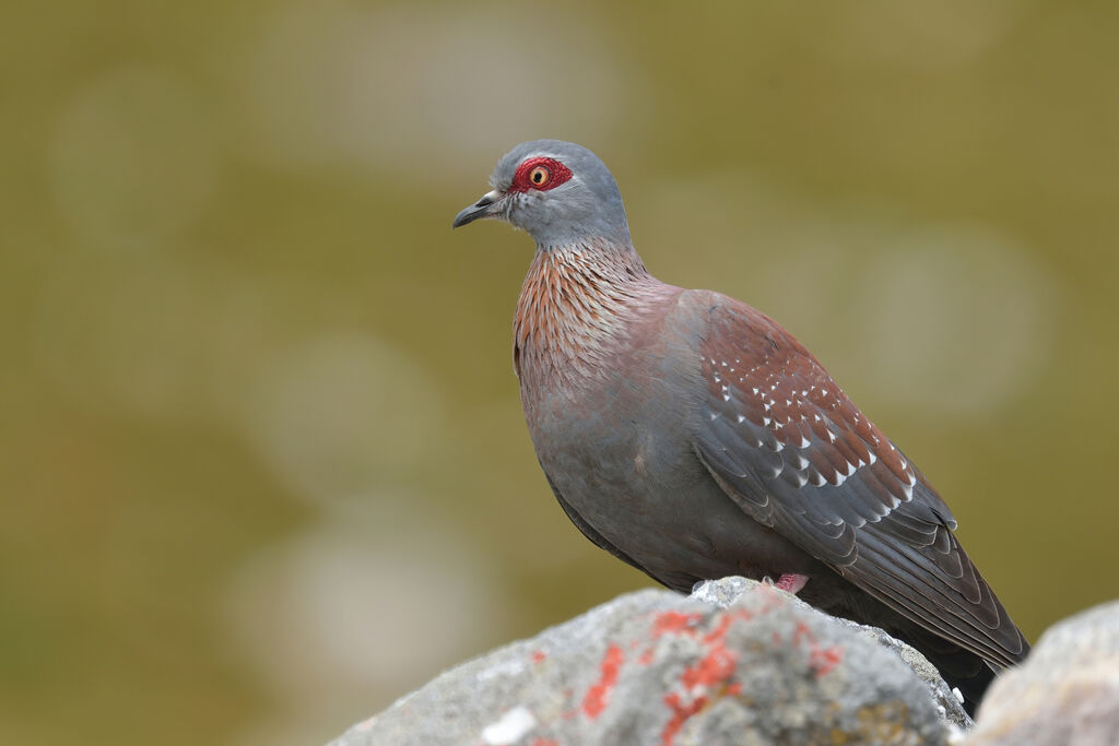 Pigeon roussardadulte