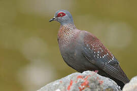 Speckled Pigeon