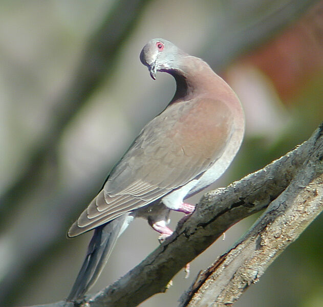 Pigeon rousset