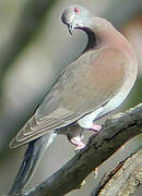 Pale-vented Pigeon