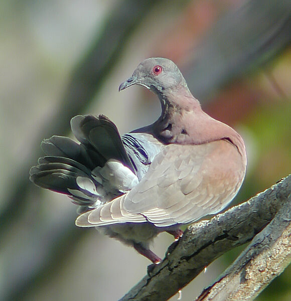 Pigeon rousset