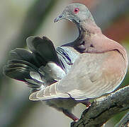 Pigeon rousset