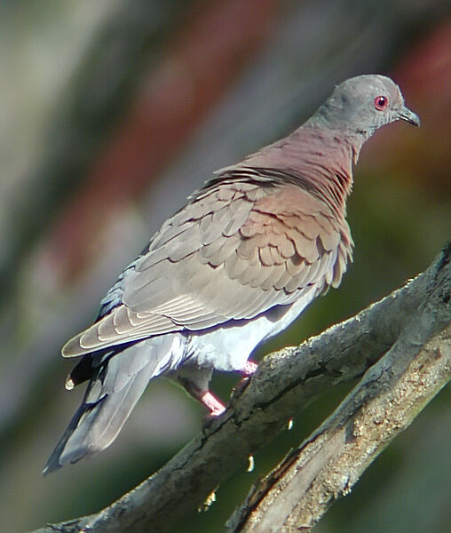 Pigeon rousset