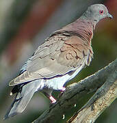 Pigeon rousset