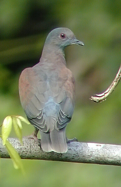 Pigeon rousset