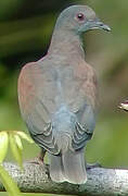 Pale-vented Pigeon