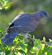 Pigeon rousset