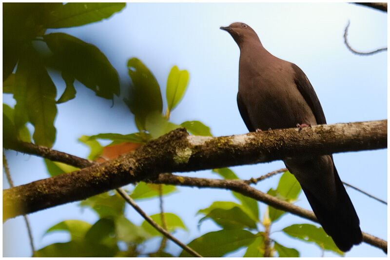 Pigeon vineuxadulte