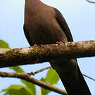 Pigeon vineux