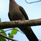 Pigeon vineux