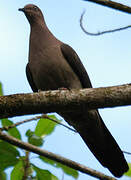 Pigeon vineux