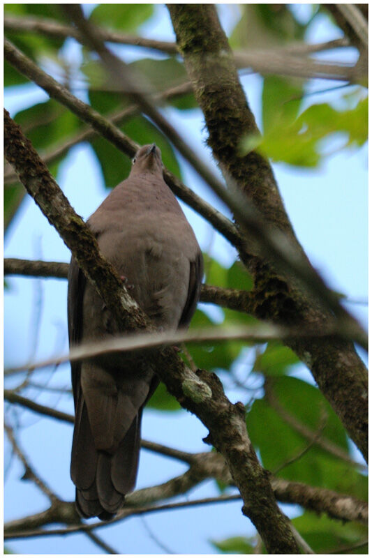 Ruddy Pigeonadult