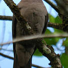 Pigeon vineux