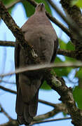 Pigeon vineux