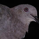Pigeon vineux