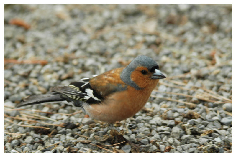 Common Chaffinchadult