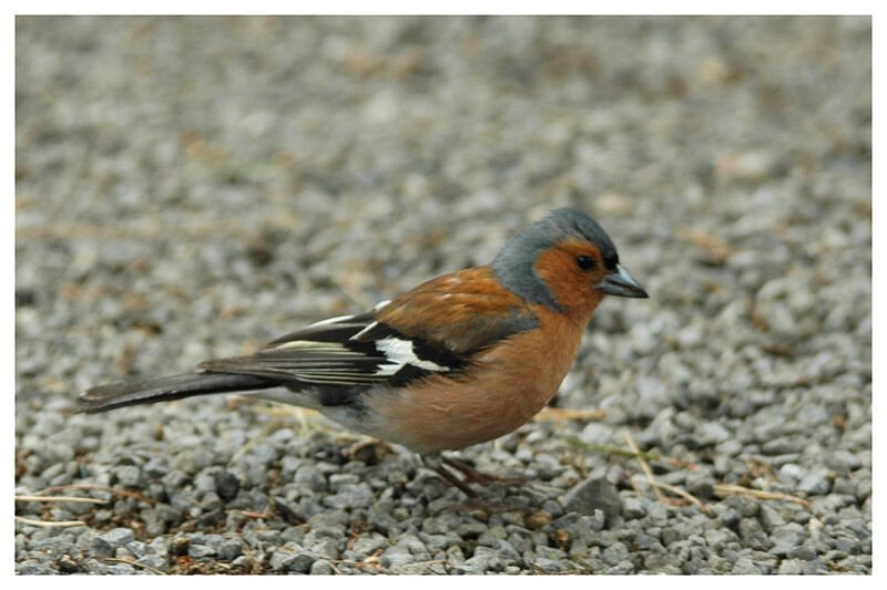 Common Chaffinchadult