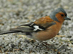 Common Chaffinch