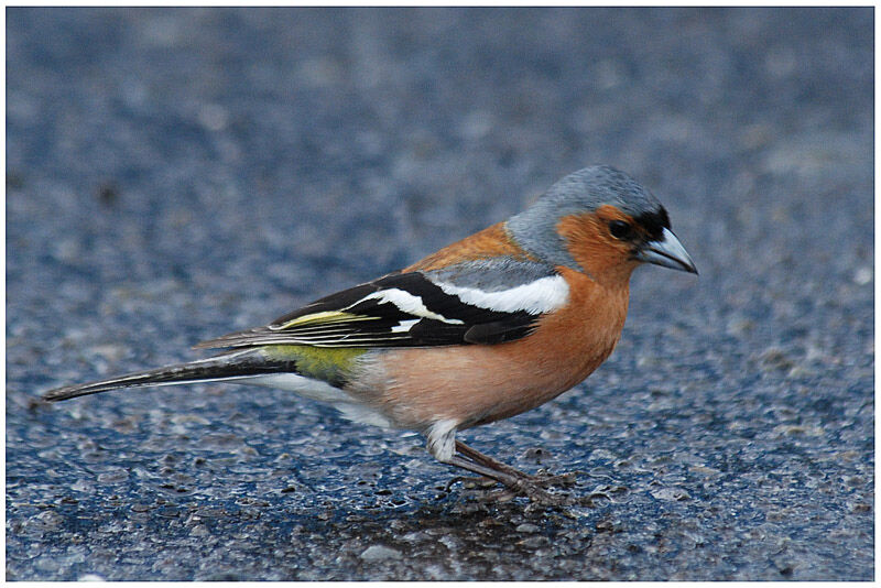 Common Chaffinch male adult