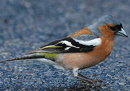 Eurasian Chaffinch