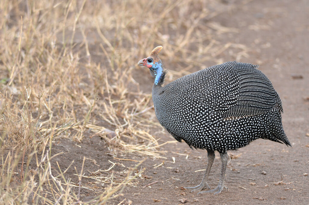 Helmeted Guineafowl female adult