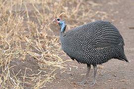 Helmeted Guineafowl