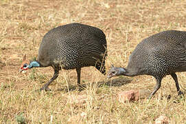 Helmeted Guineafowl