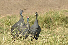 Helmeted Guineafowl