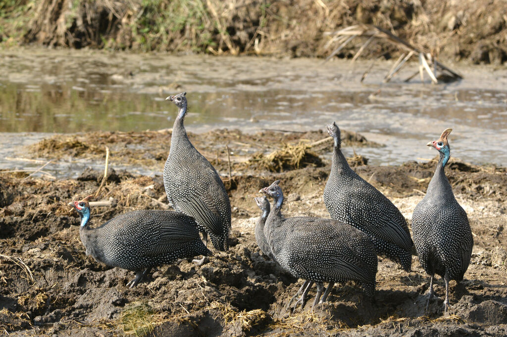 Helmeted Guineafowl