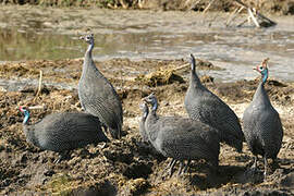 Helmeted Guineafowl