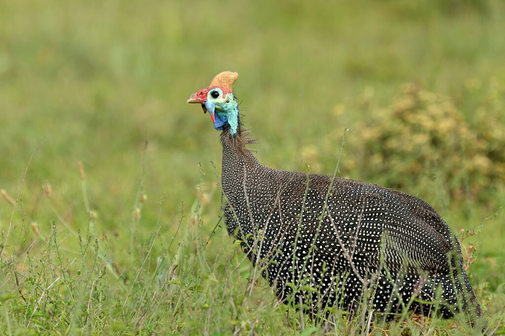 Helmeted Guineafowladult