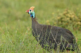 Helmeted Guineafowl