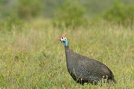 Helmeted Guineafowl