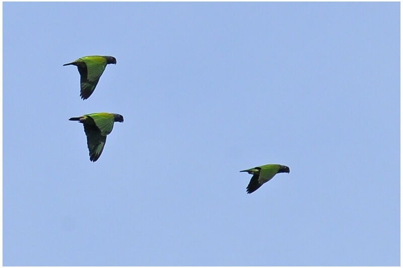 Blue-headed Parrotadult