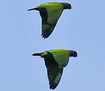 Blue-headed Parrot