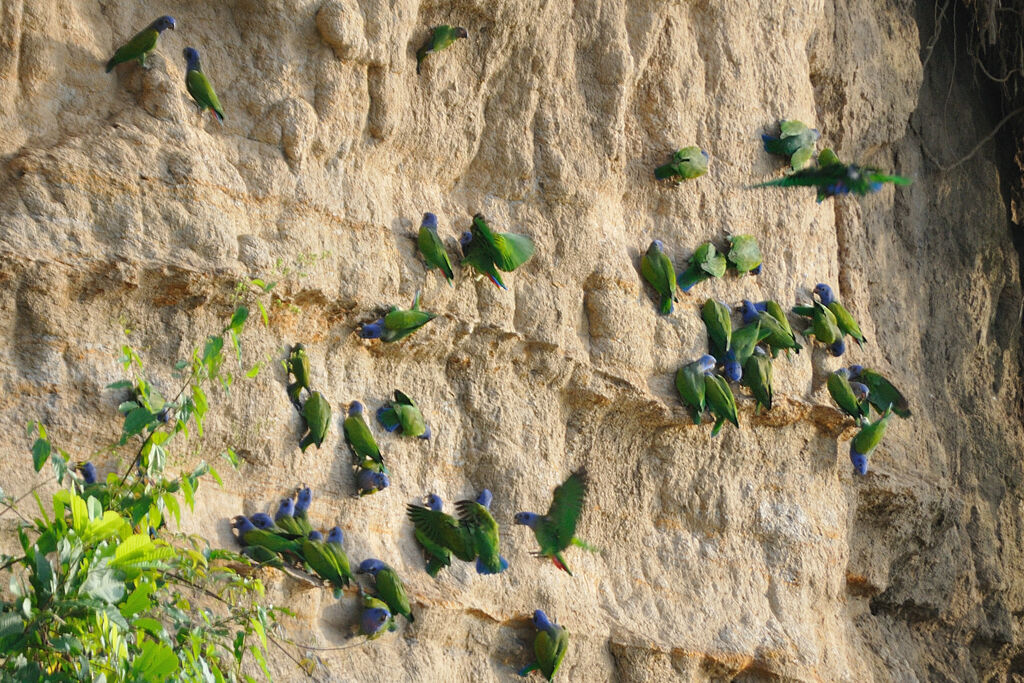 Blue-headed Parrotadult