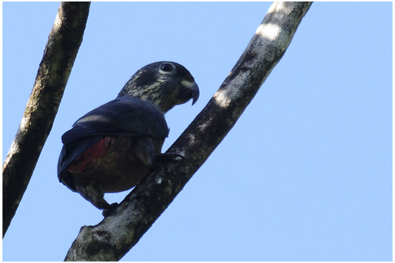 Dusky Parrotadult