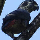 Pione violette