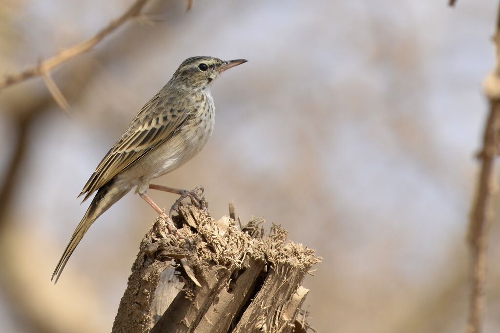 Long-billed Pipit