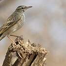 Pipit à long bec