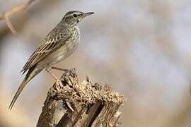 Long-billed Pipit