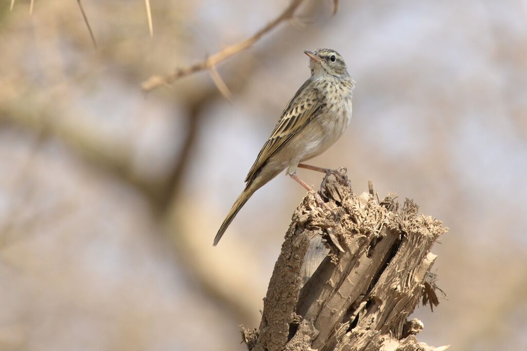 Long-billed Pipitadult