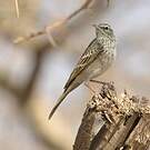Pipit à long bec