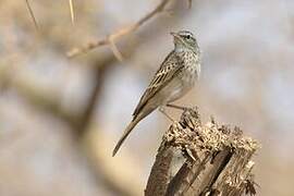 Long-billed Pipit