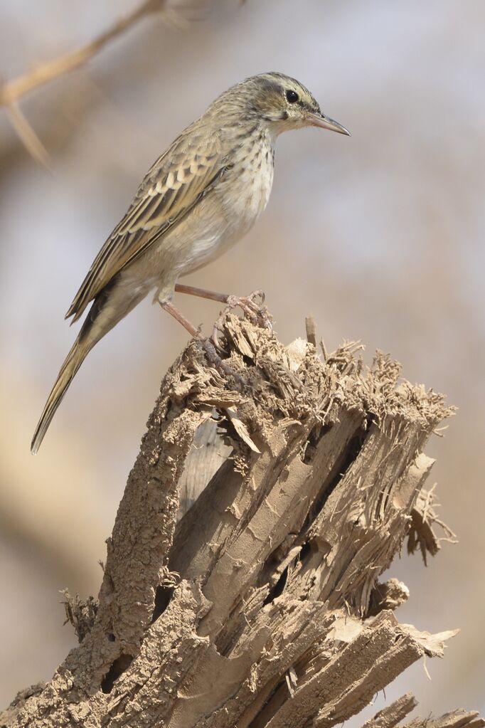 Long-billed Pipitadult