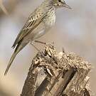 Pipit à long bec