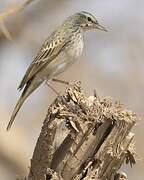 Long-billed Pipit